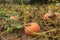 Pumpkin plant. Ripe pumpkins near harvest time growing on the pumpkin plant