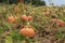 Pumpkin plant. Ripe pumpkins near harvest time growing on the pumpkin plant