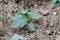 Pumpkin plant, stuffed and edible pumpkin plant in hobby garden