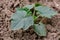 Pumpkin plant, stuffed and edible pumpkin plant in hobby garden