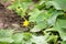 Pumpkin plant with young pumpkin bloom flower