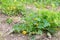 Pumpkin plant with young pumpkin bloom flower