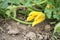 Pumpkin plant with young pumpkin bloom flower