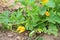 Pumpkin plant with young pumpkin bloom flower