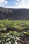 Pumpkin plantation in Peruvian Andes.