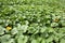 Pumpkin plantation in Peruvian Andes.