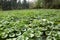 Pumpkin plantation in Peruvian Andes.