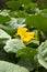 Pumpkin plantation in Peruvian Andes.