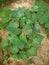 pumpkin plants