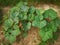 pumpkin plants