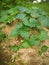 pumpkin plants