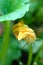 Pumpkin plants with blossom in garden