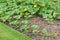 Pumpkin plants growing in vegetable garden