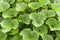 Pumpkin plants in the organic vegetable garden.