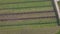 Pumpkin plants with rich harvest on a field