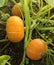 Pumpkin plants with rich harvest on a field ready to be harvested. Big orange pumpkins growing in the garden. Autumn