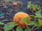 Pumpkin ripening in the garden