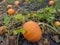 Pumpkin ripening in the garden