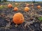 Pumpkin ripening in the garden