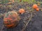 Pumpkin ripening in the garden