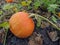 Pumpkin ripening in the garden