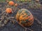 Pumpkin ripening in the garden