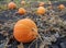 Pumpkin ripening in the garden