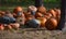 Pumpkin sale in the Forest