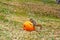 Pumpkin Seed Feast for a Squirrel