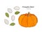 Pumpkin seed, hand draw vector