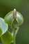 Pumpkin seed on leaf