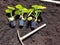 pumpkin seedbed for transplanting in the vegetable garden. hoe for growing pumpkins in raised wooden bed