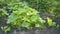 ..pumpkin seedlings in the garden. young green bush pumpkin in spring