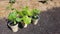 Pumpkin seedlings in the urban family garden, planting pumpkin seeds