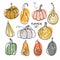 Pumpkin set. Hand drawn autumn vector collection.Thanksgiving or Halloween holidays sketch design. Pumpkin cartoon icon