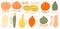 Pumpkin set type name collection.Varieties shape and color.Collection hand drawn element food