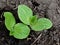 Pumpkin shoots, the first real leaf. Plant on a background of black earth. Growing pumpkin plants in open ground