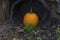 Pumpkin sits in a tipped over whiskey barrel