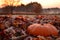 Pumpkin sitting in frosty leaves at dawn