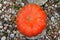 Pumpkin on the small stones