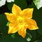 Pumpkin, Squash plant. Squash, courgette, pumpkin, vegetable marrow yellow flower with green leaves blossoming. Vegetable as a