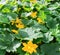 Pumpkin, Squash plant. Squash, courgette, pumpkin, vegetable marrow yellow flower with green leaves blossoming. Vegetable as a