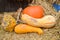 Pumpkin Stalks on background