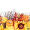 Pumpkin, Sunflowers and Fall Leaves isolated. Autumn