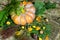 The pumpkin is surrounded by flowers and dried vegetables. Beautiful pumpkin on Halloween side view