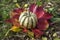 Pumpkin sweet dumpling, beautiful green white cream squash on bright red colorful autumnal leaves on the grass in the garden