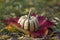 Pumpkin sweet dumpling, beautiful green white cream squash on bright red colorful autumnal leaves on the grass in the garden