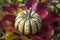 Pumpkin sweet dumpling, beautiful green white cream squash on bright red colorful autumnal leaves on the grass in the garden