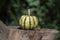 Pumpkin sweet dumpling, beautiful green white cream squash on wooden stum in the garden