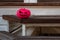 A pumpkin symbol of halloween, bright pink, stands on wooden steps. painted